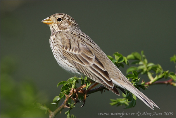 Strnádka lúčna (Emberiza calandra)