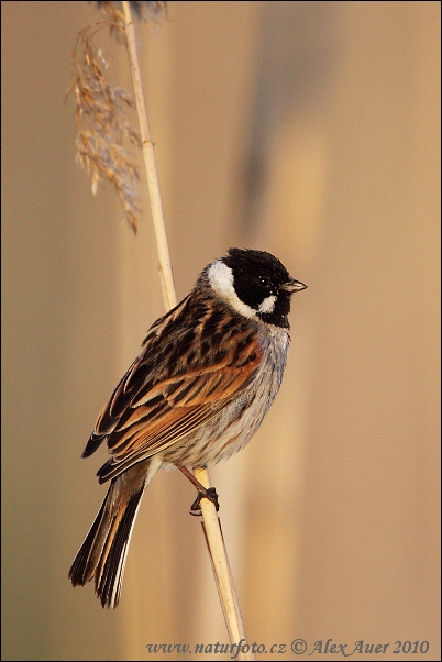 Strnádka trsťová (Emberiza schoeniclus)