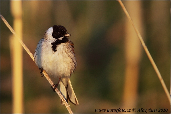 Strnádka trsťová (Emberiza schoeniclus)