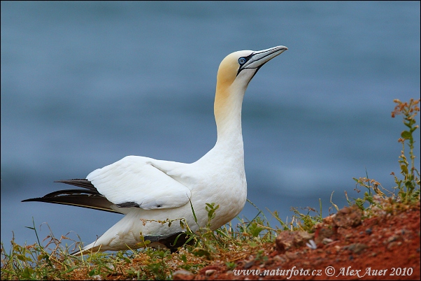 Sula biela (Morus bassanus)