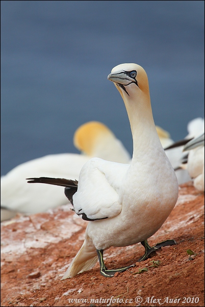 Sula biela (Morus bassanus)