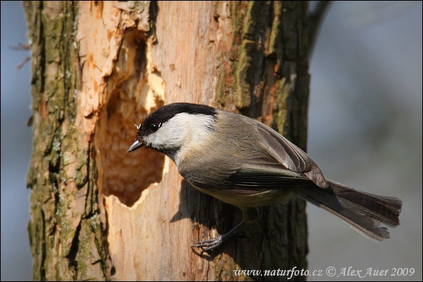 Sýkorka čiernohlavá (Parus montanus)