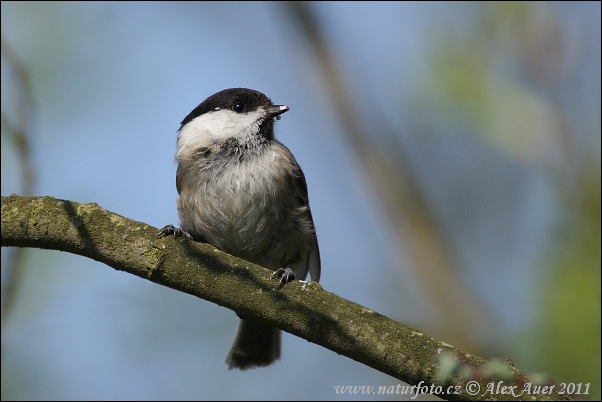 Sýkorka čiernohlavá (Parus montanus)