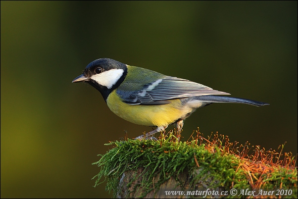 Sýkorka veľká (Parus major)