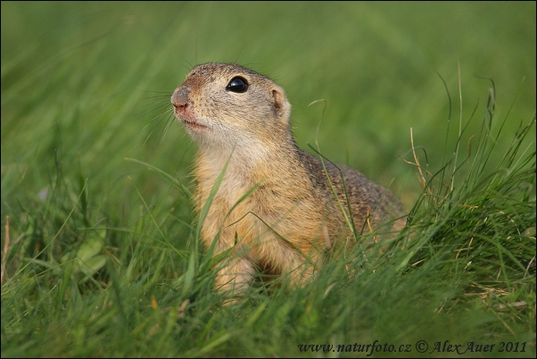 Syseľ pasienkový (Spermophilus citellus)