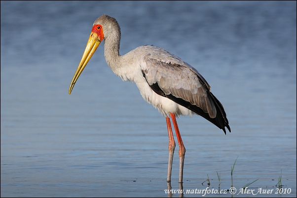 Tantale ibis (Mycteria ibis)