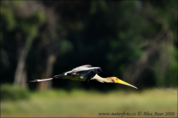 Tantale ibis (Mycteria ibis)