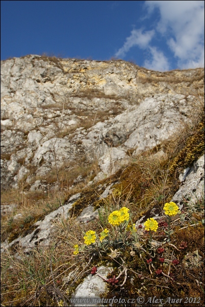 Tarica horská pravá (Alyssum montanum subsp. montanum)