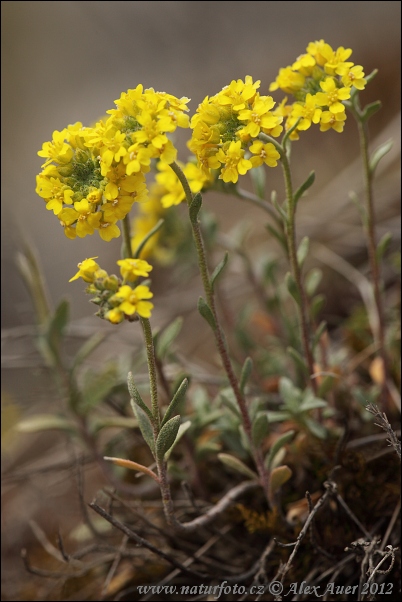 Tarica horská pravá (Alyssum montanum subsp. montanum)