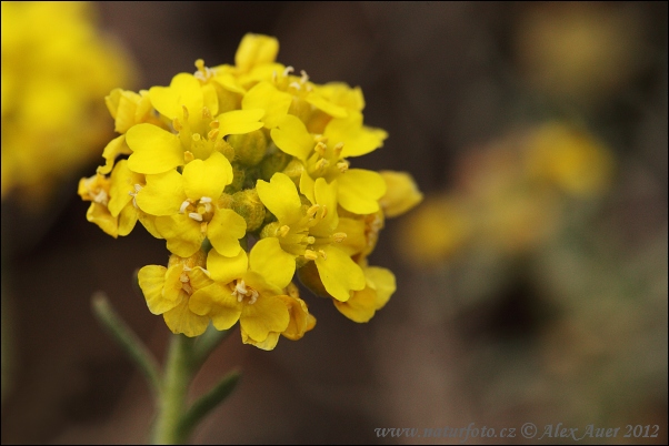 Tarica horská pravá (Alyssum montanum subsp. montanum)