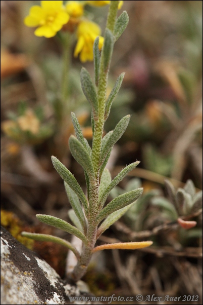 Tařice horská pravá (Alyssum montanum subsp. montanum)
