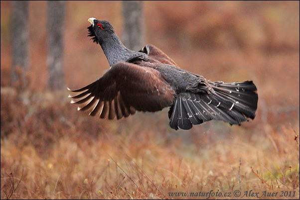 Tetrov hlucháň hôrny (Tetrao urogallus)