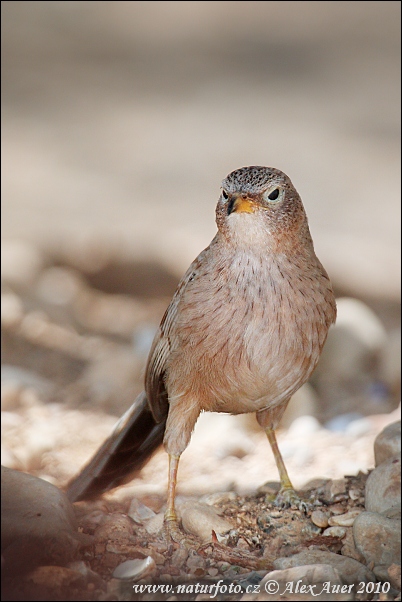 Timáliovec tamariškový (Turdoides squamiceps)