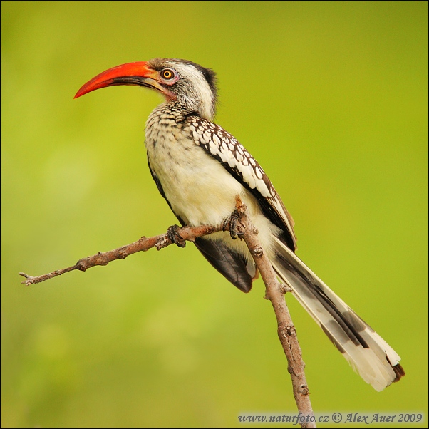 Toko červenozobý (Tockus erythrorhynchus)