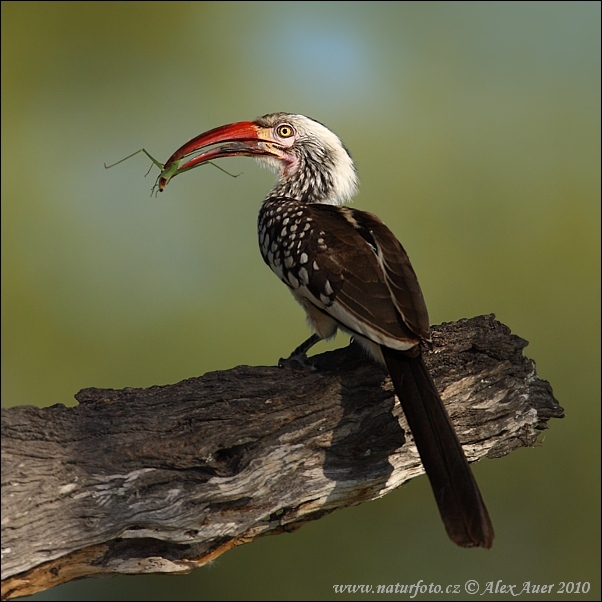 Toko červenozobý (Tockus erythrorhynchus)