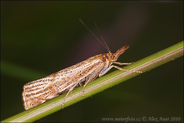 Trávovec jarný (Thisanotia chrysonuchella	)