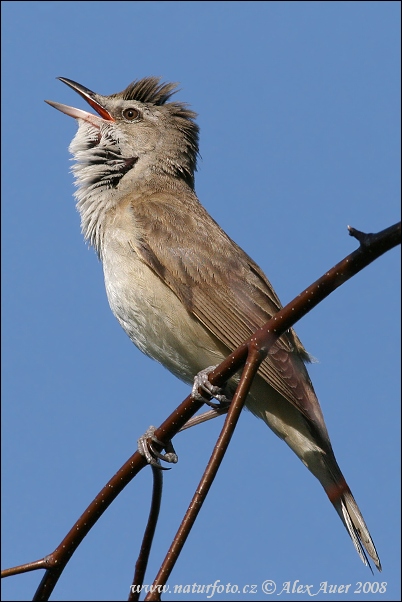 trsteniarik škriekavý (Acrocephalus arundinaceus)