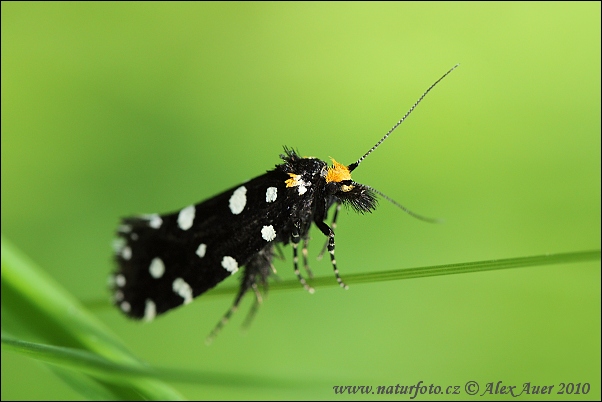 Trúdnikovec ozdobný (Euplocamus anthracinalis)