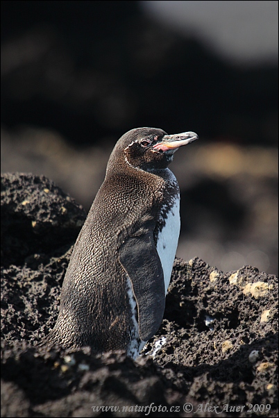 Tučňák galapážký (Spheniscus mendiculus)