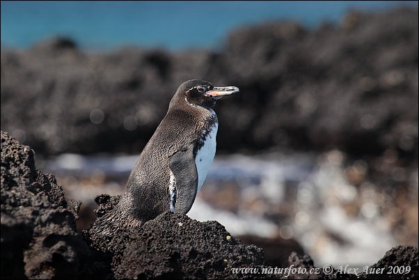 Tučňák galapážký (Spheniscus mendiculus)