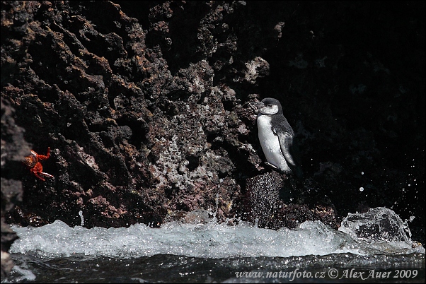 Tucniak galapágsky (Spheniscus mendiculus)