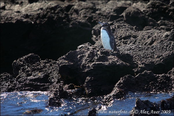 Tucniak galapágsky (Spheniscus mendiculus)