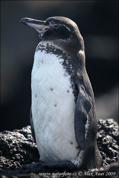 Tucniak galapágsky (Spheniscus mendiculus)