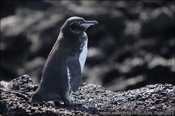 Tucniak galapágsky (Spheniscus mendiculus)