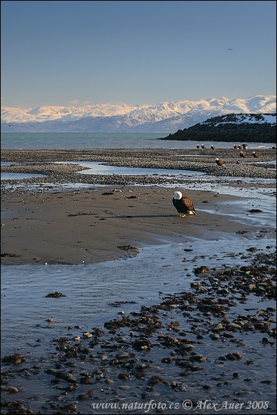 USA - Aljaška (Alaska, USA)