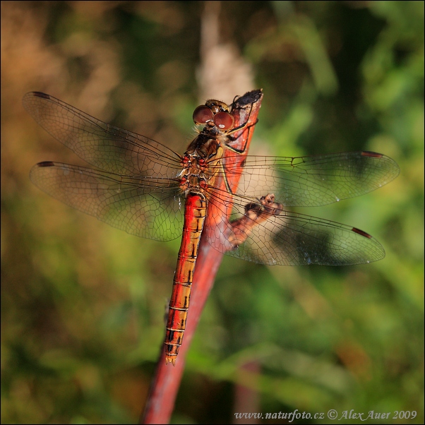 Vážka obyčajná (Sympetrum vulgatum)