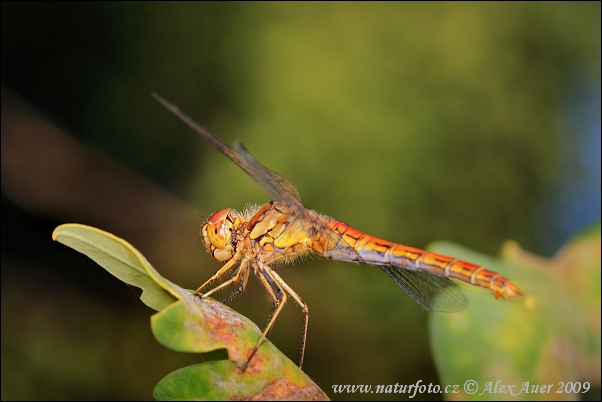 Vážka obyčajná (Sympetrum vulgatum)