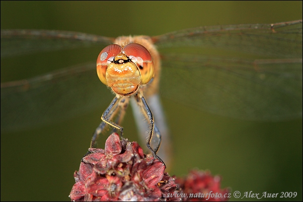 Vážka obyčajná (Sympetrum vulgatum)