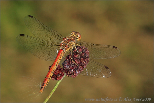 Vážka obyčajná (Sympetrum vulgatum)