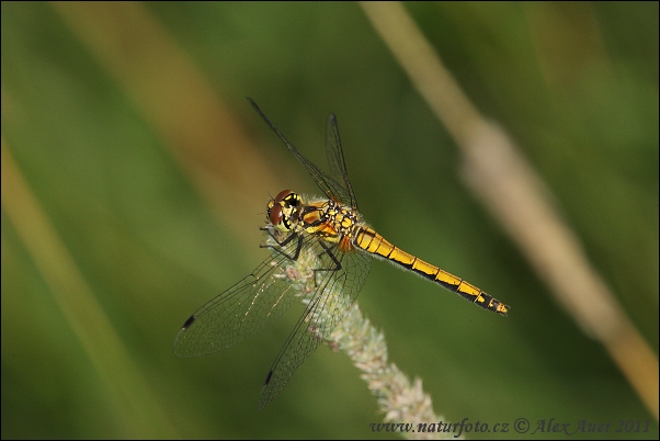 Vážka tmavá (Sympetrum danae)