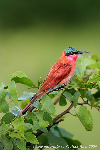 Včelárik červený (Merops nubicus)