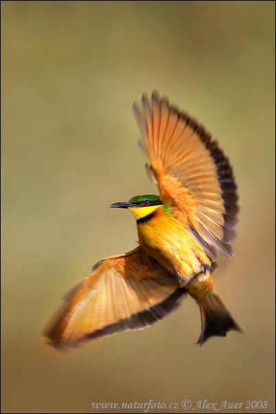 Včelárik trpasličí (Merops pusillus)