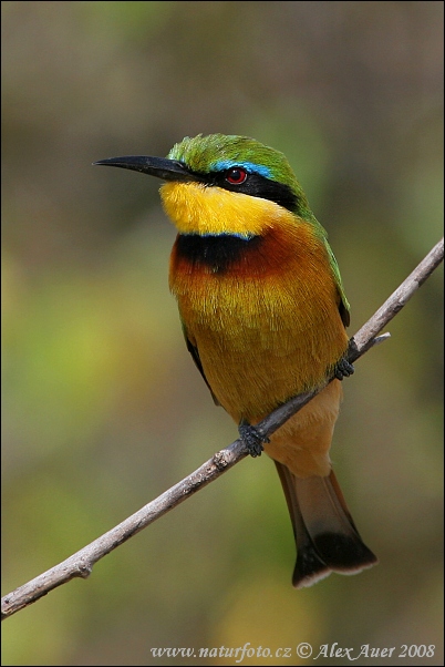 Včelárik trpasličí (Merops pusillus)