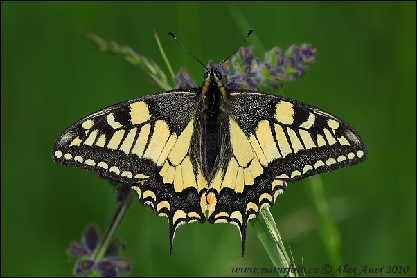 Vidlochvost feniklový (Papilio machaon)