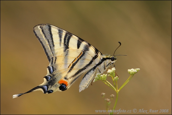 Vidlochvost ovocný (Iphiclides podalirius)