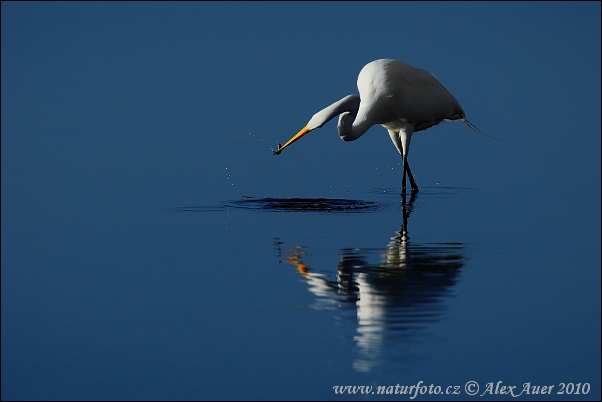 Volavka biela (Casmerodius albus)