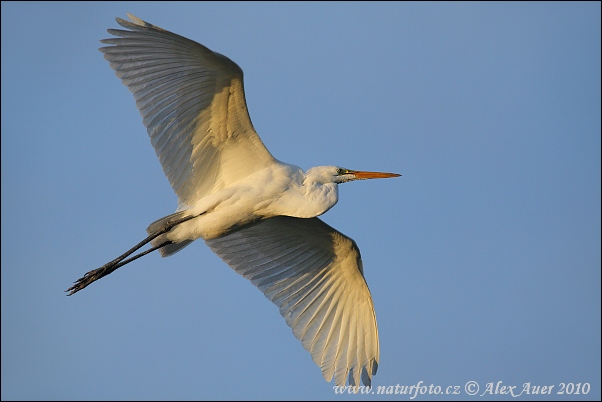 Volavka biela (Casmerodius albus)