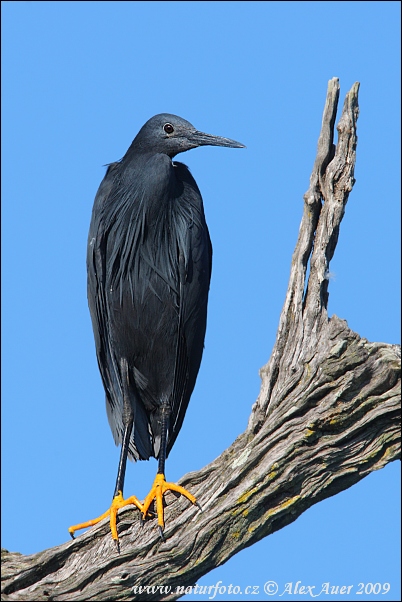 Volavka čierna (Egretta ardesiaca)