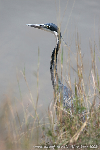 Volavka čiernohlavá (Ardea melanocephala)