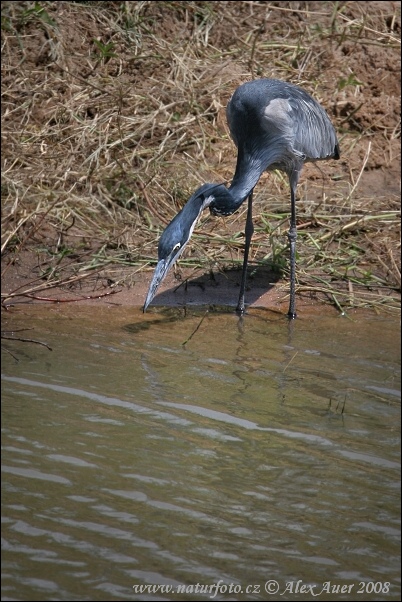 Volavka čiernohlavá (Ardea melanocephala)