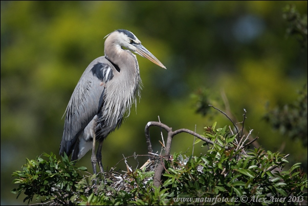 Volavka statná (Ardea herodias)