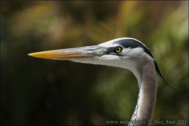 Volavka statná (Ardea herodias)