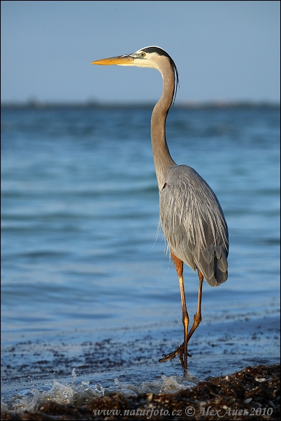 Volavka statná (Ardea herodias)