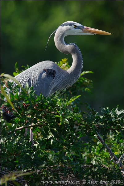 Volavka statná (Ardea herodias)