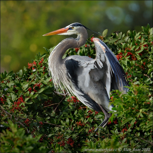 Volavka statná (Ardea herodias)