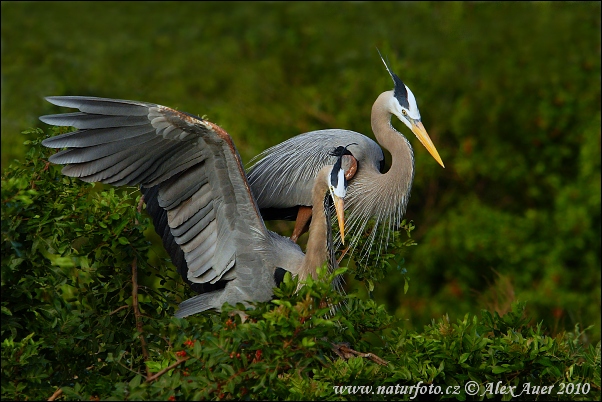 Volavka statná (Ardea herodias)